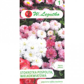 Stokrotka pospolita wielkokwiatowa, mix interface.image 16
