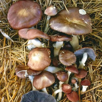 Stropharia rugosoannulata imagine 4