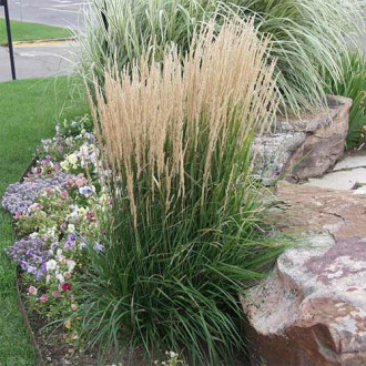 Stuf (Calamagrostis) Karl Forster imagine 18