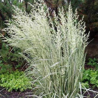 Stuf (Calamagrostis) Overdam imagine 14
