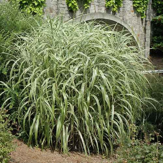 Stuf chinezesc (Iarba elefantului) Cabaret imagine 1