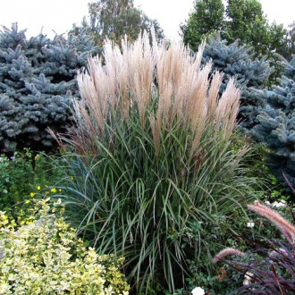 Stuf chinezesc (Iarba elefantului) Grosse Fontaine imagine 6