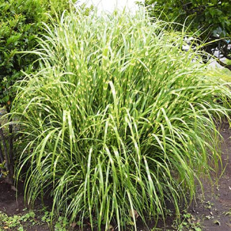 Stuf chinezesc (Miscanthus) Zebrinus, P9 imagine 5