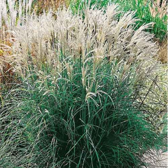 Stuf chinezesc (Miscanthus) Adagio imagine 12