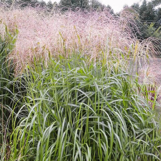 Stuf chinezesc (Miscanthus) Desert Gold imagine 3