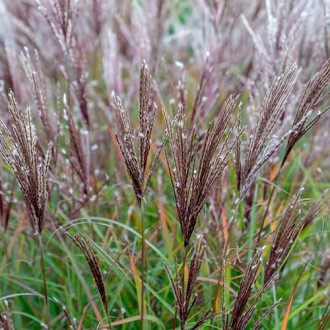 Stuf chinezesc (Miscanthus) Ferner Osten imagine 17