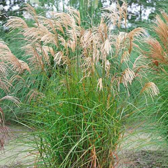 Stuf chinezesc (Miscanthus) Graziella imagine 15