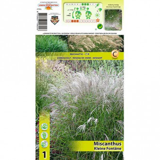 Stuf chinezesc (Miscanthus) Kleine Fontane imagine 1