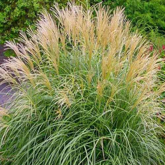 Stuf chinezesc (Miscanthus) Krater imagine 9