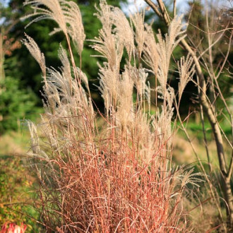 Stuf chinezesc (Miscanthus) Little Miss, P9 imagine 16