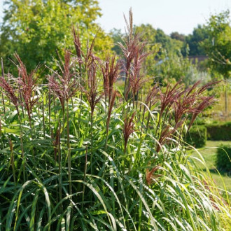 Stuf chinezesc (Miscanthus) Malepartus imagine 13