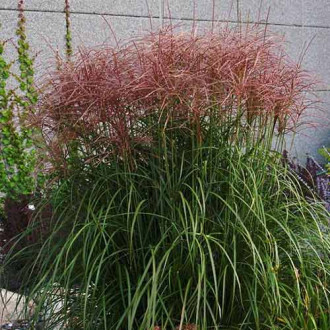 Stuf chinezesc (Miscanthus) Roter Pfeil imagine 7