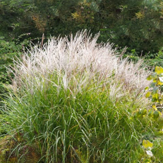 Stuf chinezesc (Miscanthus) Silberspine imagine 6
