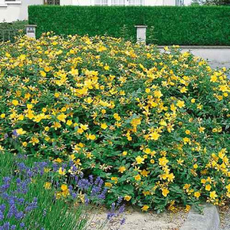 Sunătoare (Hypericum calycinum) imagine 2