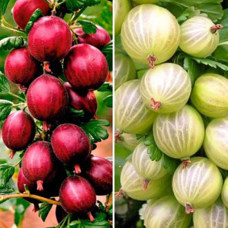 Super ofertă! Agriși Triumph, set de 2 soiuri imagine 2