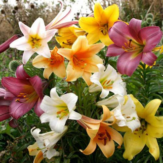 Super ofertă! Crini trompetă mix multicolor imagine 6