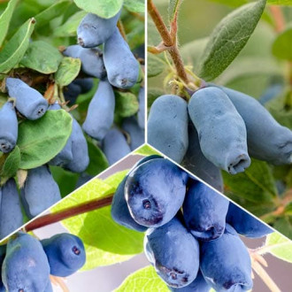 Ofertă specială! Afini siberieni, set de 3 soiuri imagine 10