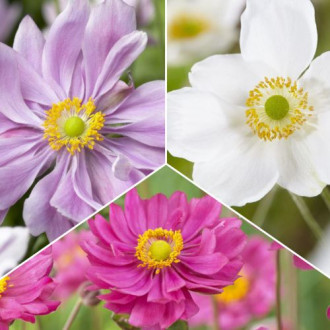 Супер оферта! Анемоне японска, комплект от 3 сорта изображение 1