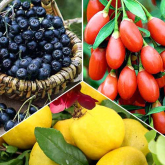 Super ofertă! Arbuști fructiferi Elixirul tinereții, set de 3 soiuri imagine 12