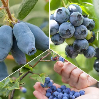 Ofertă specială! Arbuști fructiferi Fructele Pădurii, set de 3 soiuri imagine 14