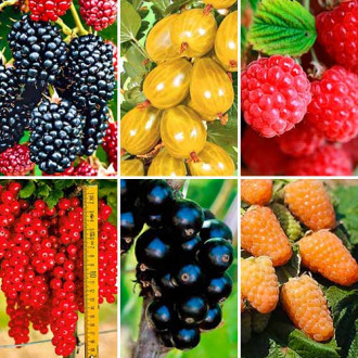 Super ofertă! Arbuști fructiferi Gustul Copilăriei, set de 6 soiuri imagine 17