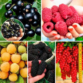 Super ofertă! Arbuşti fructiferi Recolta Verii, set de 5 soiuri imagine 15