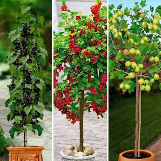 Super ofertă! Arbuști pe tulpină, set de 3 soiuri imagine 4