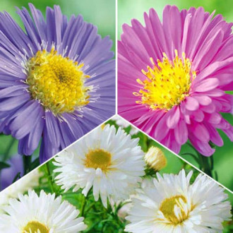 Ofertă specială! Aster alpin, set de 3 soiuri imagine 11