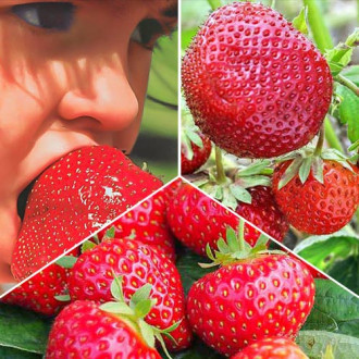 Super ofertă! Căpșuni Gigant, set de 3 soiuri imagine 13