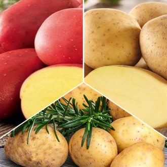 Super ofertă! Cartofi de sămânță Recolte bogate imagine 12