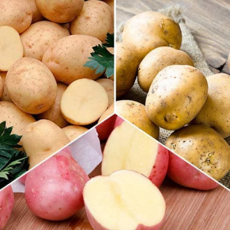 Ofertă specială! Cartofi de sămânță Recolte timpurii, set de 3 soiuri imagine 18