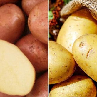 Ofertă specială! Cartofi de sămânță Timpurii, set de 2 soiuri imagine 11