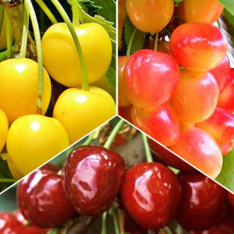 Super ofertă! Cireși Trio, 3 soiuri imagine 2