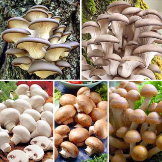 Super-ofertă! Set de ciuperci Pentru acasă, 5 soiuri imagine 15