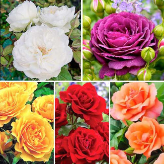 Super ofertă! Trandafiri floribunda Color mix, 5 soiuri imagine 18