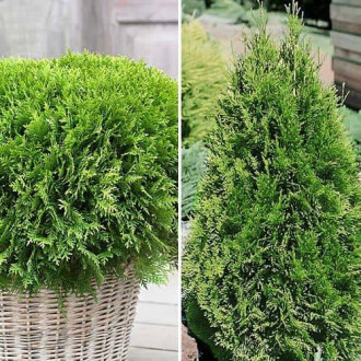 Ofertă specială! Conifere Duo, set de 2 puieți imagine 13