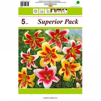 Ofertă specială! Crini uriași (OT-Hybrid), set de 5 soiuri imagine 6