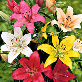 Super ofertă! Crini LA Hybrid, set de 8 bulbi imagine 3