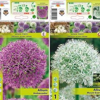 Super oferta! Czosnek (Allium), zestaw 2 odmian interface.image 15