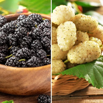 Ofertă specială! Duzi Duo, set de 2 soiuri imagine 2