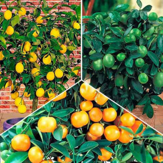 Ofertă specială! Exotic mix, set de 3 soiuri imagine 2