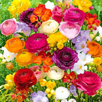 Super ofertă! Frezie și Ranunculus Butterfly Beauty, mix imagine 9