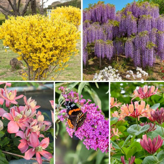 Garduri înfloritoare, set de 5 soiuri imagine 8