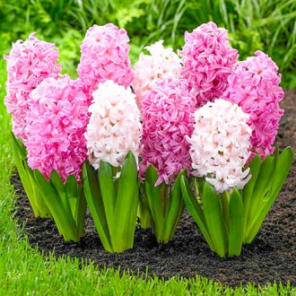 Super oferta! Hiacynt White Pearl, Hiacynt Pink Pearl, 2 odmiany interface.image 12