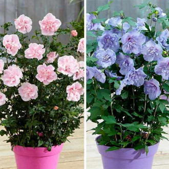 Ofertă specială! Hibiscus, set de 2 soiuri imagine 3