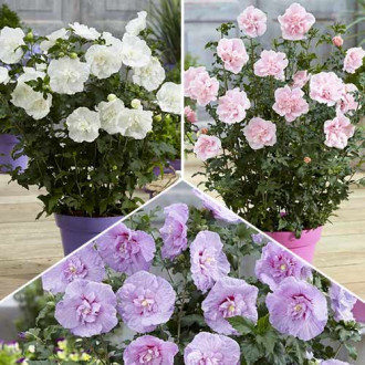 Super oferta! Hibiskus (Ketmia syryjska) Chiffon, zestaw 3 odmian interface.image 13