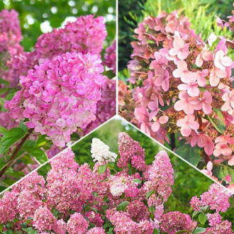 Ofertă specială! Hortensii Pink Sensation, set de 3 soiuri imagine 9