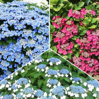 Super ofertă! Hortensii Trio, set de 3 soiuri imagine 6