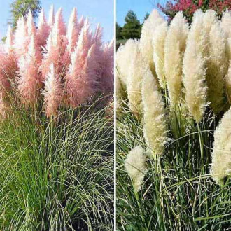 Ofertă specială! Iarbă de pampas, set de 2 soiuri imagine 9