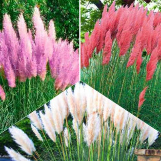 Super ofertă! Iarbă de pampas Trio, set de 3 soiuri imagine 4